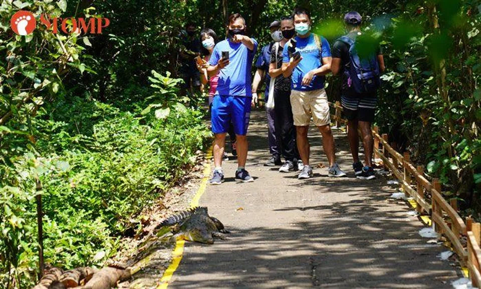 Crocodile stuns Sungei Buloh visitors with surprise meet-the-people session