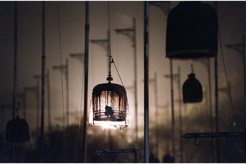 The released pet bird led to a $350 loss borne by the owner.