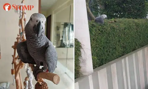 Residents help woman find her lost parrot at Trevista condo in Toa Payoh