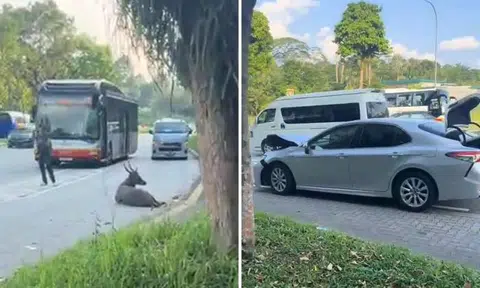 Rare sambar deer euthanised after Mandai Road accident with car leaves it severely injured