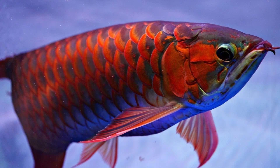The fish was left in the Lalamove courier's car for over four hours. 