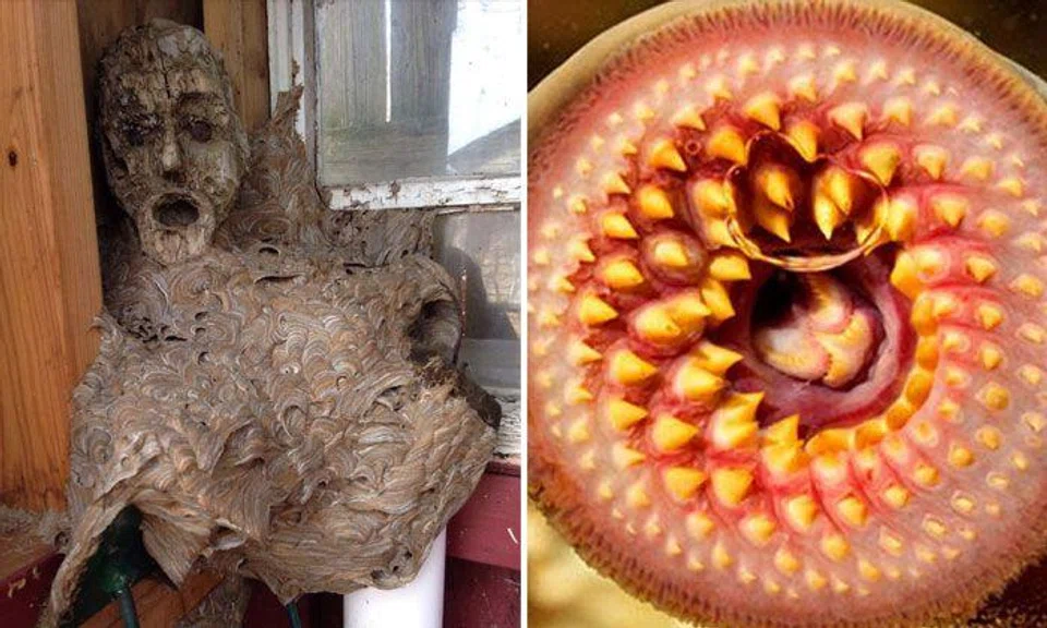 Terrifying photos of nature that will make your skin crawl