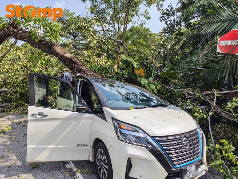 tree fall, Dempsey incident, MPV accident