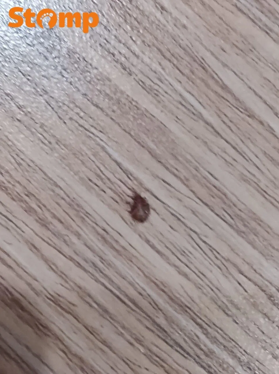 bed bug infestation at ang mo kio function stage