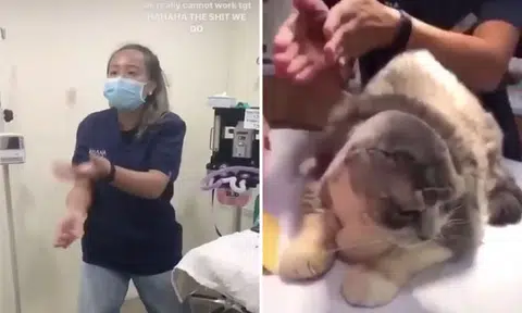 Ohana VetCare nurses misbehaving in videos: It raises questions on their professionalism, says AVS