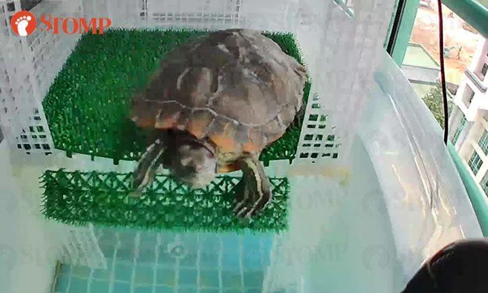 Terrapin spooked by detonation of 100kg WWII bomb demonstrates power of blast, says Stomper