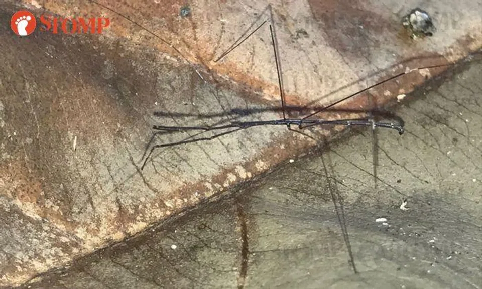 What is this insect with freakishly long legs at Bukit Timah Nature Reserve?