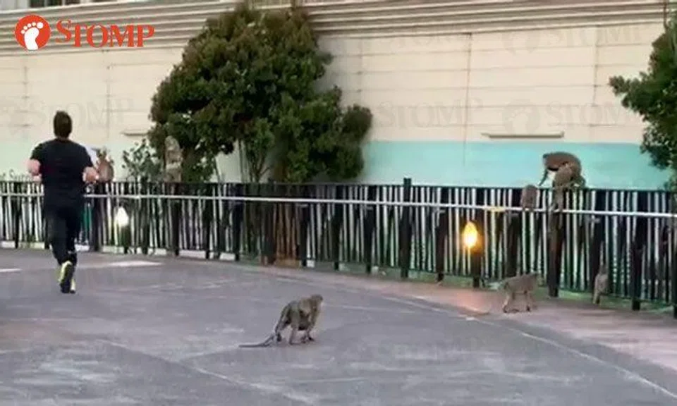 Punggol resident surprised to see dozens of monkeys near Tebing Lane