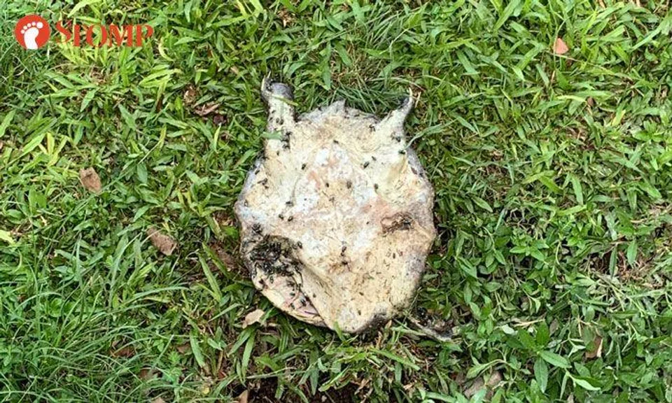 Mutilated turtle found at Bedok Reservoir Park
