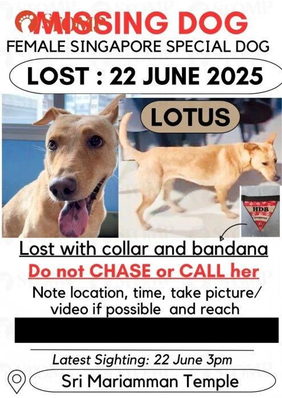 missing brown dog