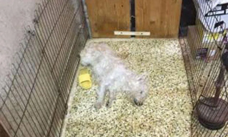 Dog dies after woman sits on it, covers its mouth and hit its neck