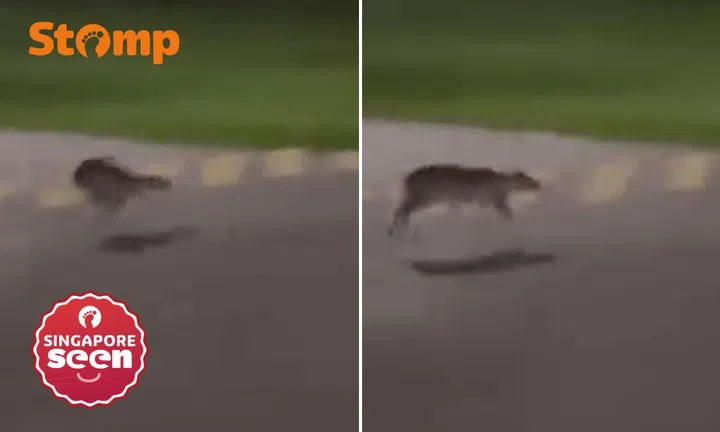 Mousedeer in Pasir Ris Park