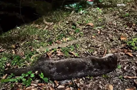 Otter killed after suspected accident with vehicle on AYE