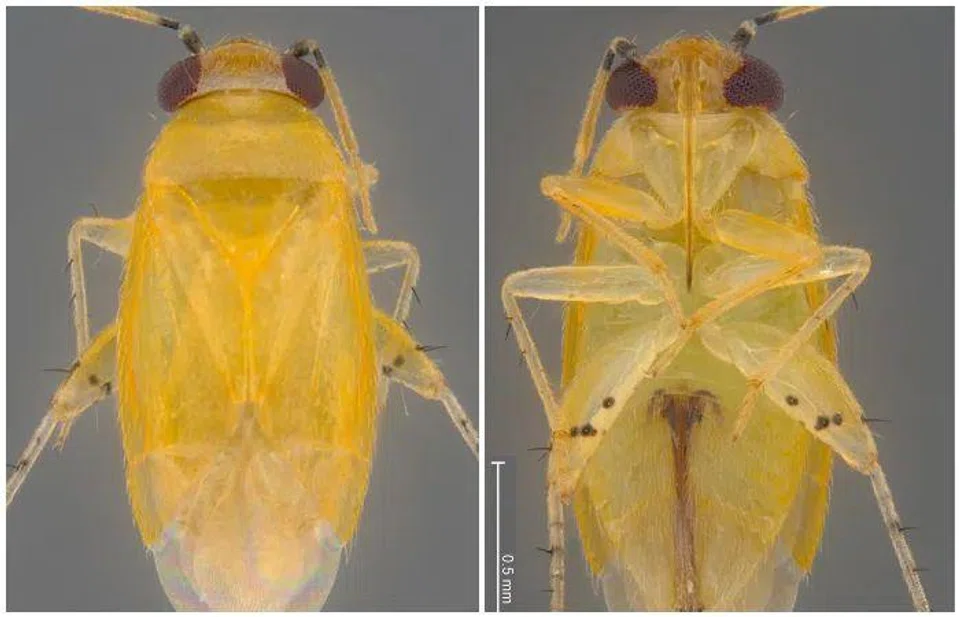 Naming this mirid species was a timely tribute as Singapore celebrates SG60, said Dr Hwang Wei Song, senior curator of insecta at the Lee Kong Chian Natural History Museum.
