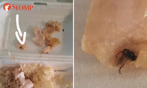 What a buzzkill: Insect digs into economy rice from Sembawang stall with 6-year-old-girl