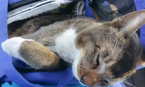 Marine Parade Town Council apologises for relocating 2 cats to Harbourfront after 1 dies