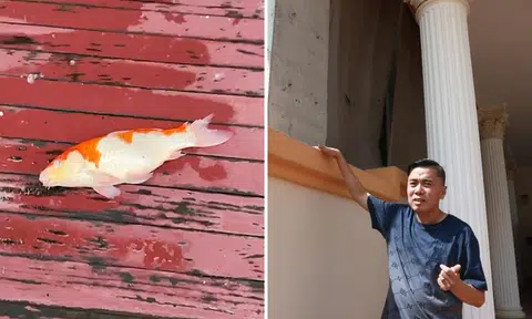 Philanthropist says Eunos neighbour's renovation debris killed his $5,000 kois