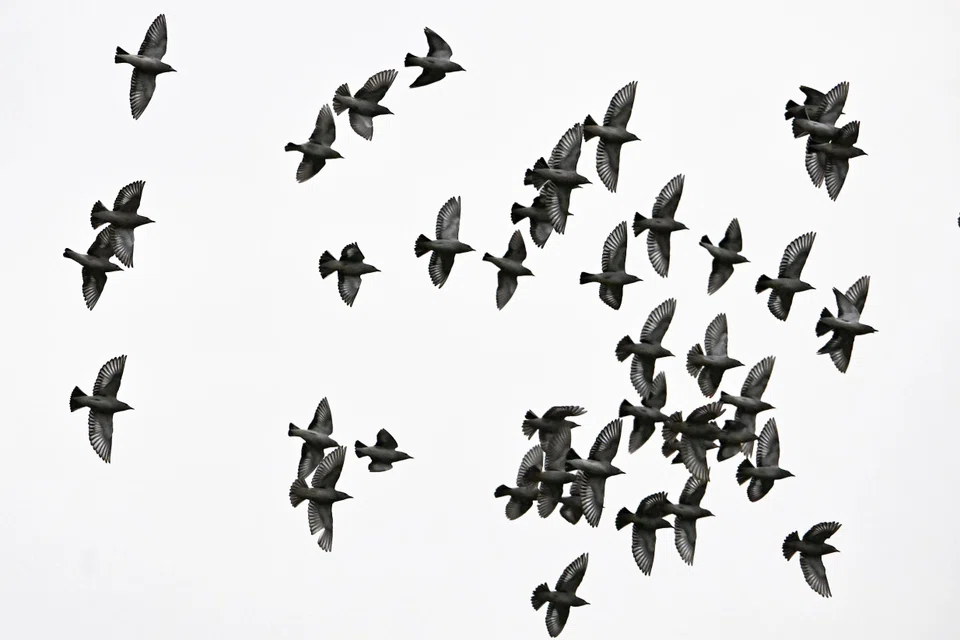 Daurian starlings flying in formation, a phenomenon known as murmuration, above the open field outside Koufu headquarters building in Woodlands Height on March 4. ST PHOTO: LIM YAOHUI