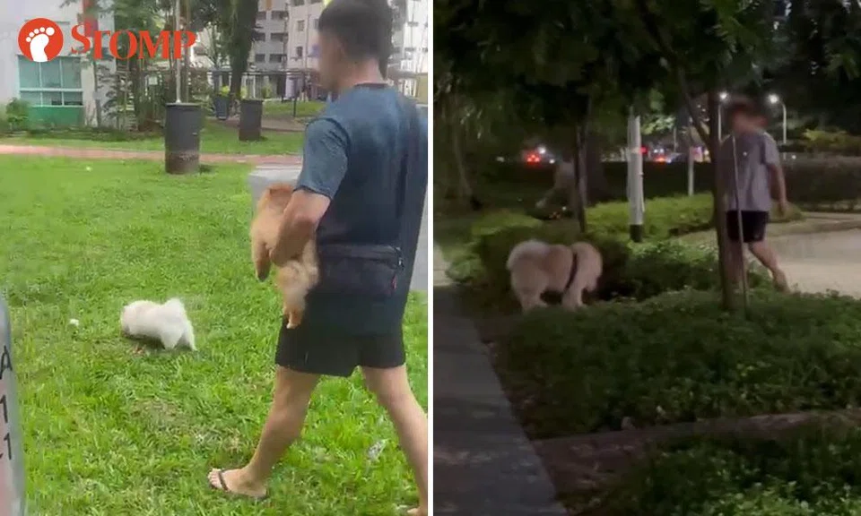 owners let their dogs roam unleashed in sengkang and punggol