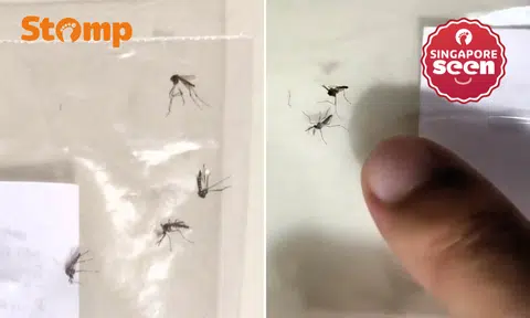 Yishun resident beset by mosquitoes catches 10 a day, turns to NEA for help: 'I'm really at wit's end'