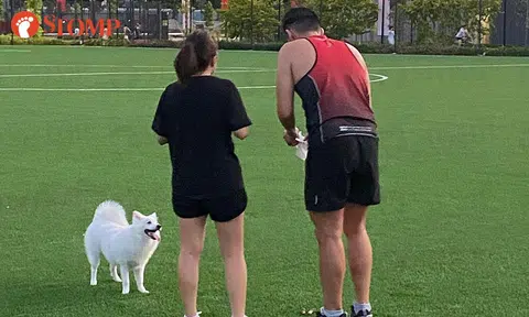 Should dogs be allowed on artificial turf at Hillview Link where kids play?