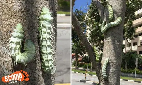 Hot topic of the week: Humongous 'monster' caterpillars are calling Yishun their home now