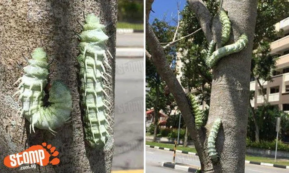 Hot topic of the week: Humongous 'monster' caterpillars are calling Yishun their home now