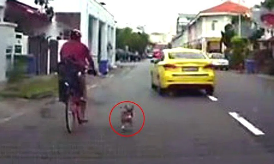 Cyclist travels down Mangis Rd -- and pulls dog along with him