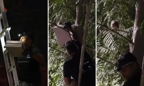 "Last night, we placed the owlet as high up as we could on the tree. The idea is so the owl can be better hidden and have the chance to hop amongst branches without falling," said Acres.