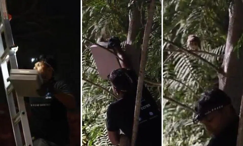 "Last night, we placed the owlet as high up as we could on the tree. The idea is so the owl can be better hidden and have the chance to hop amongst branches without falling," said Acres.