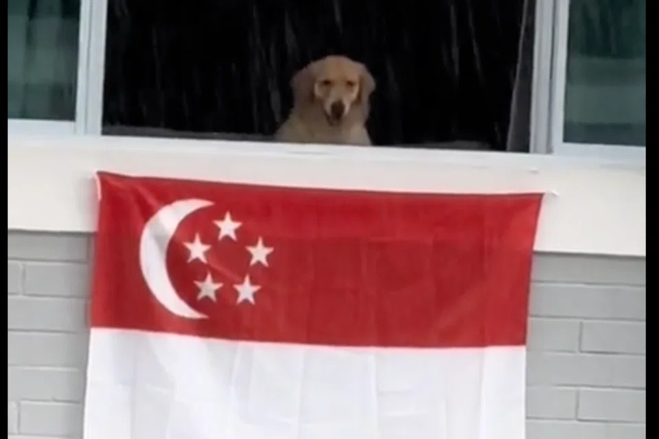 The most pet-riotic god yet