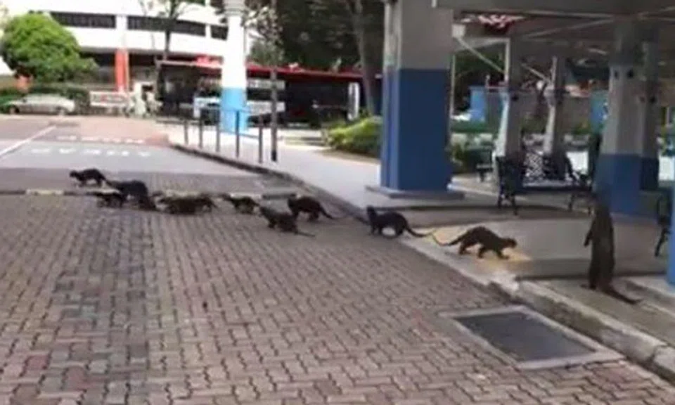 How cute can they get? Otters have family outing in Bendemeer Court (PHOTO: HILARION IGNATIUS G/FACEBOOK) 