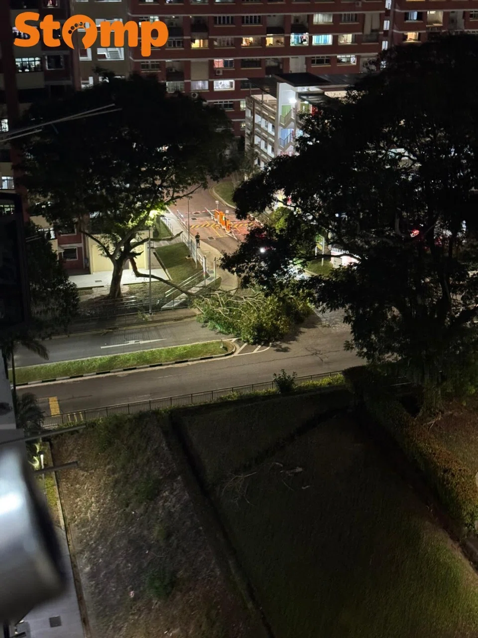 Fallen tree obstructs traffic in Queenstown
