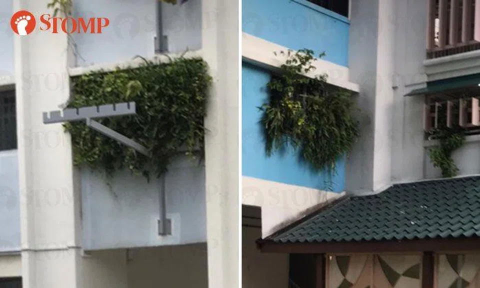 'Jungle' growing from Tampines HDB flat: Town council to engage with resident to maintain plants properly