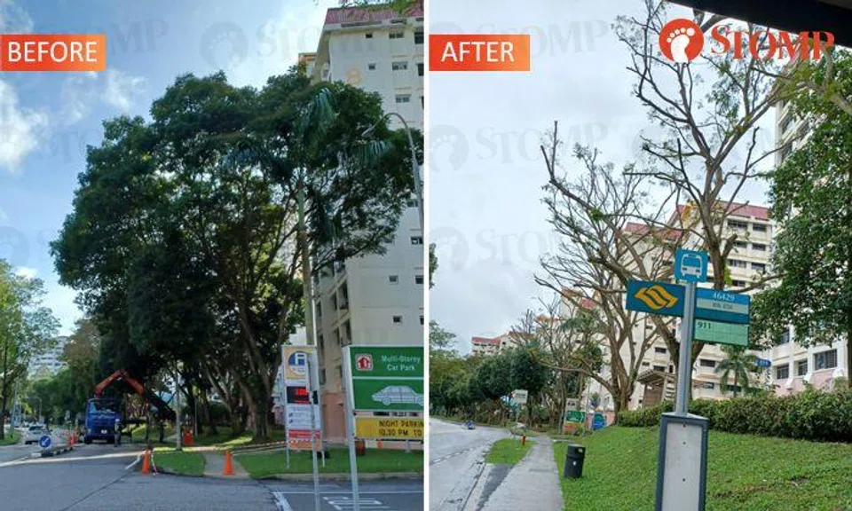 Woodlands resident saddened by 'botak' trees -- but here's why they had to go