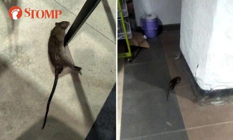 Stomper Raven shared a video showing the rodent crawling on the floor of the mostly deserted hawker centre.