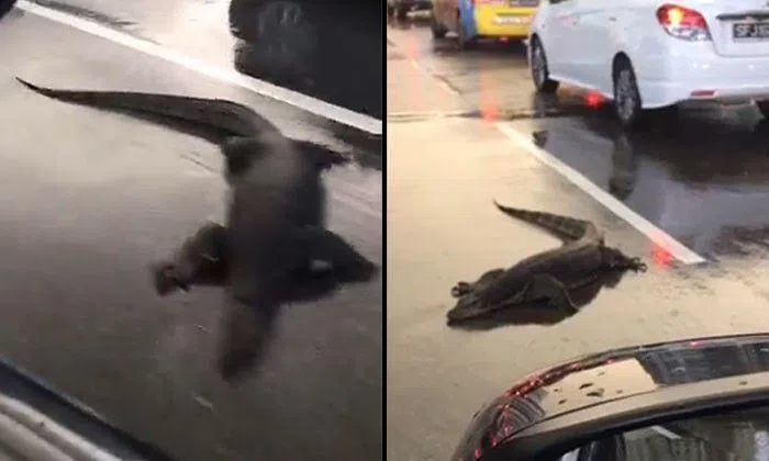 Huge monitor lizard dies after being run over by car in middle of busy ...