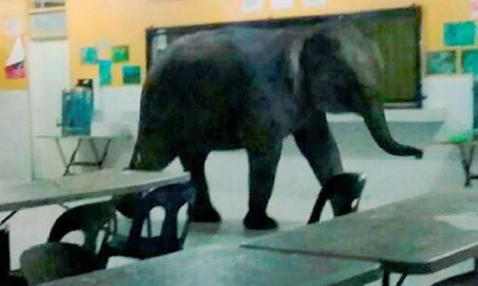 Elephant saunters into Sabah school canteen, panic ensues