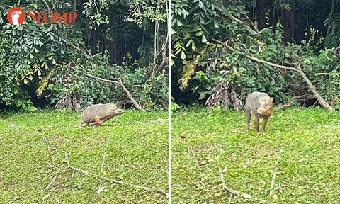 Man encounters wild boar near Hendon Camp in Changi: It was 'three feet tall'