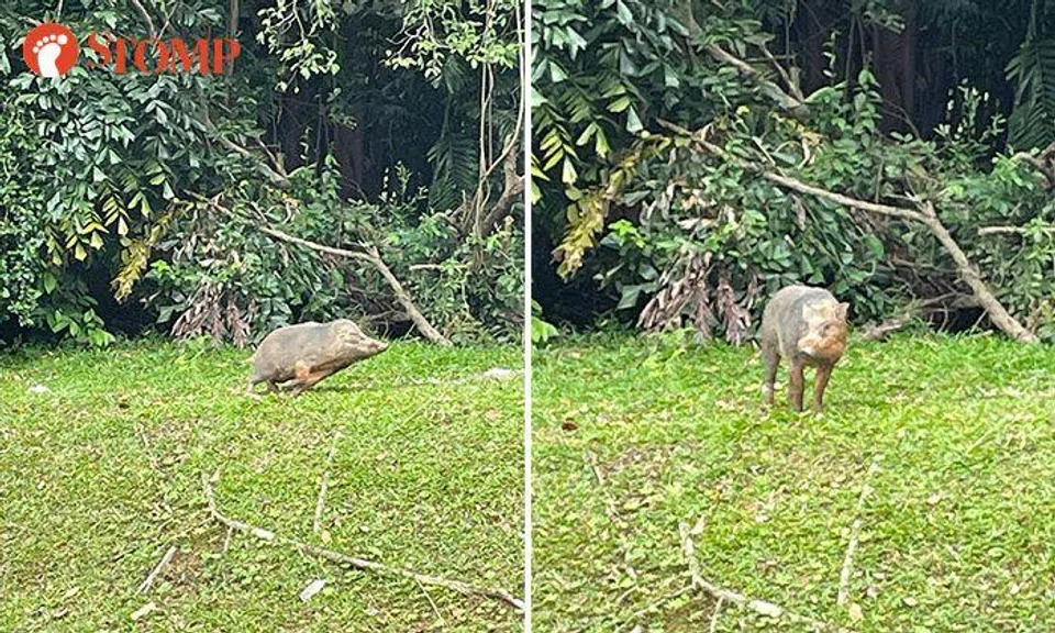 Man encounters wild boar near Hendon Camp in Changi: It was 'three feet tall'