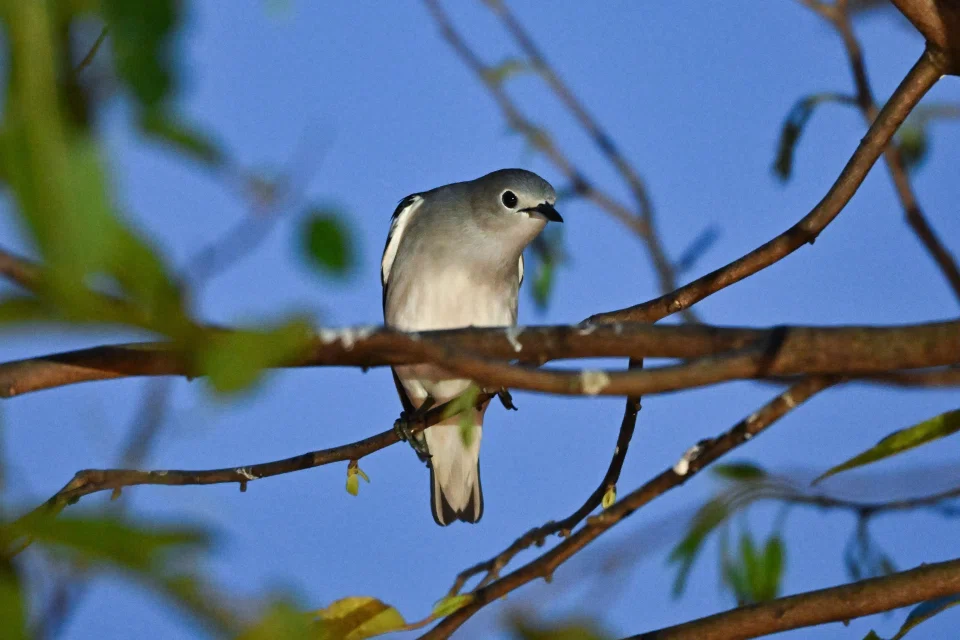The daurian starling, a migratory bird, is found in places like eastern Mongolia, south-east Russia, north-east and central China, and North Korea. ST PHOTO: LIM YAOHUI