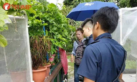 Urban farmers frustrated with people taking their produce from Choa Chu Kang garden