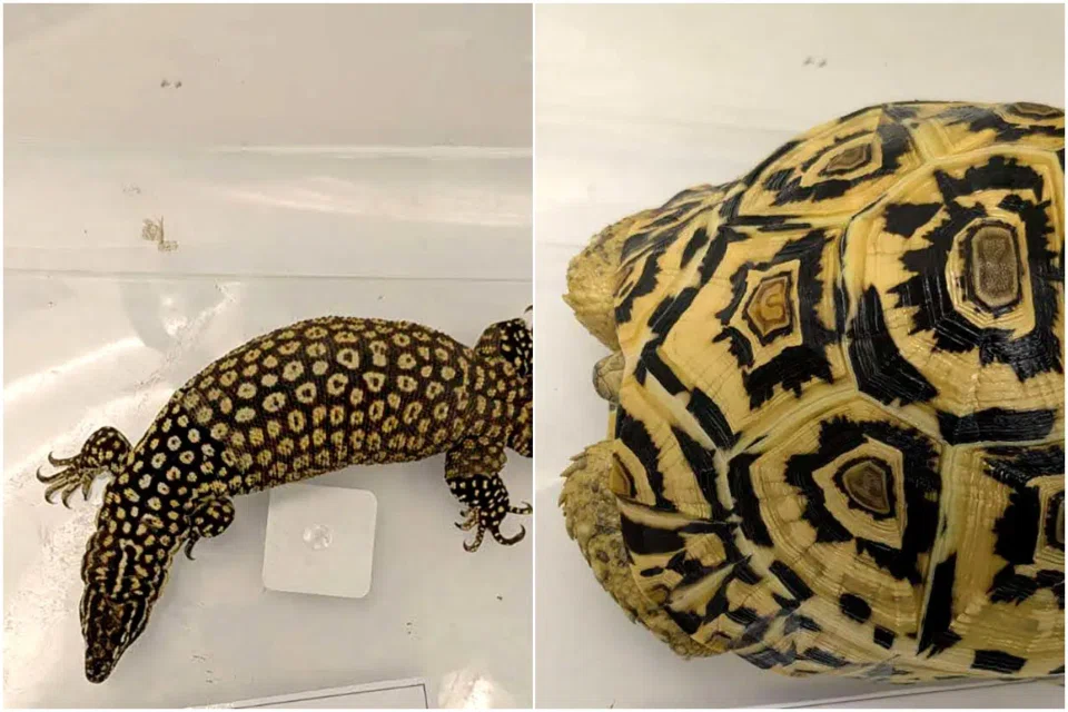 Among the animals seized are a spiny-tailed monitor lizard (left) and a leopard tortoise.