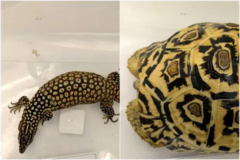 Rare reptiles seized as NParks cracks down on illegal wildlife trade