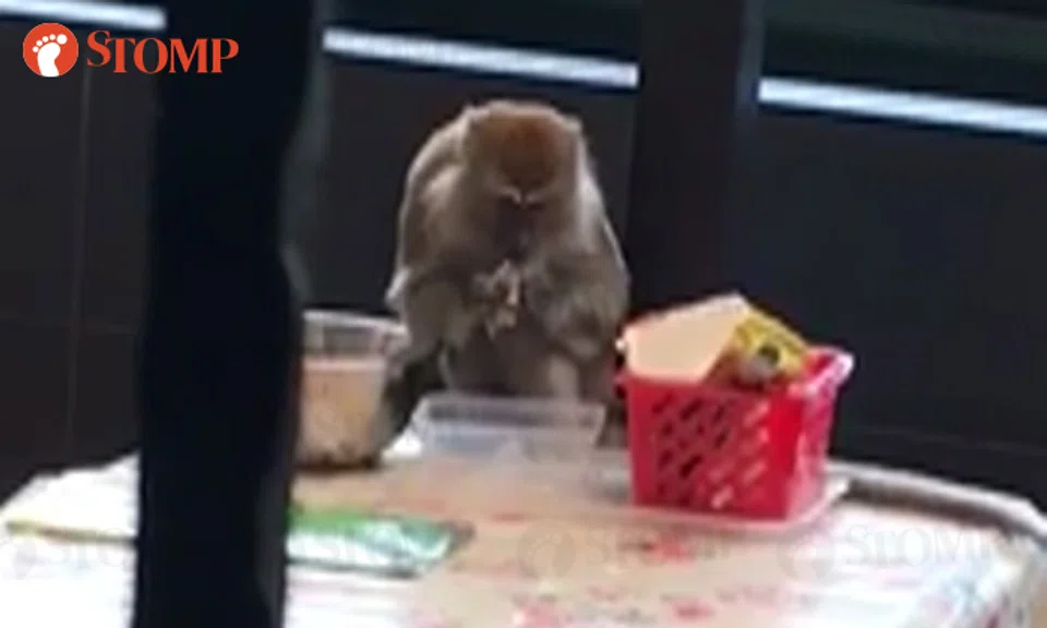 Snack Less Monkey Hungry monkey gobbles down food at Pavilion Park home, even uses ...