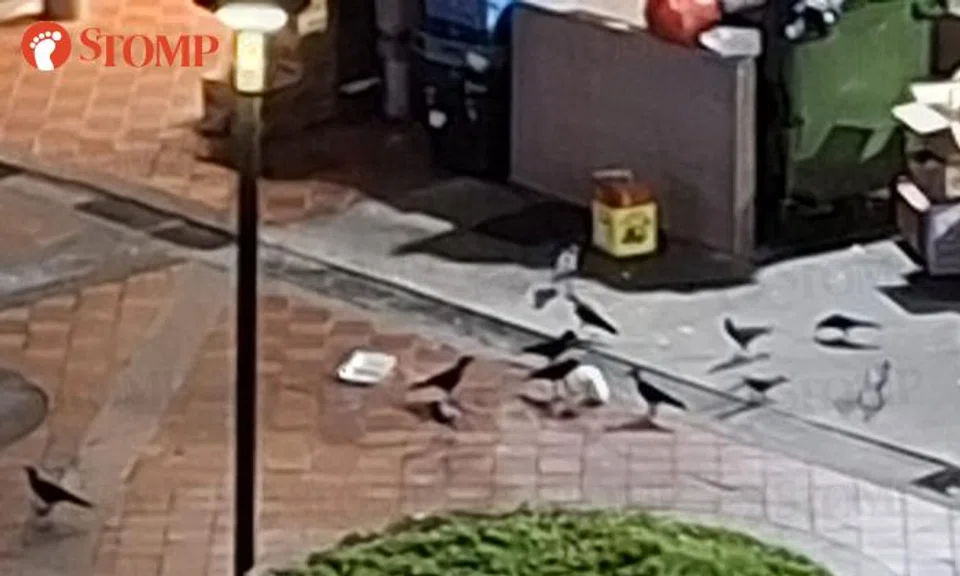 feeding birds in yishun