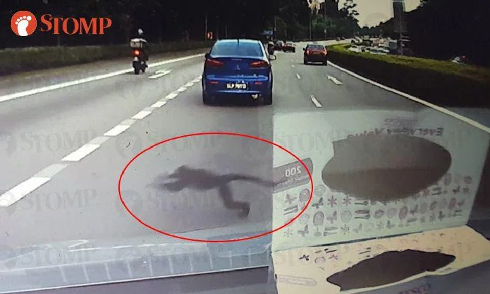 Monkey narrowly escapes fatal accident after dashing out in front of car along PIE