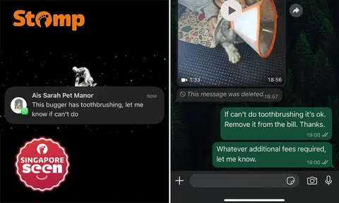 pet groomer apologises for accidentally sending message calling cat bugger