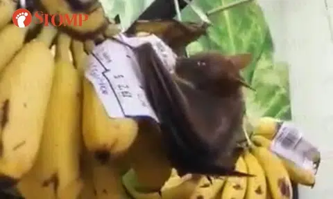 FairPrice apologises, discards fruits after bat seen eating bananas at Jurong East outlet
