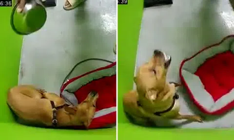 Man repeatedly hits dog with metal bowl and rod while hurling vulgarities at it: "Welcome to hell, my friend"